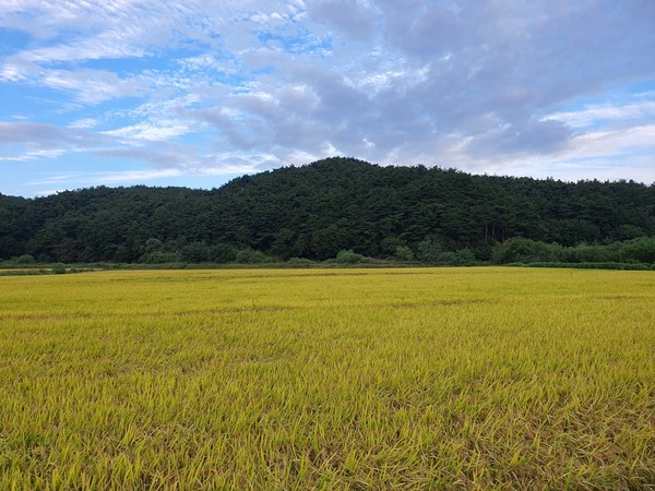 벼가 잘 익어가고 있는 농촌 들녘.