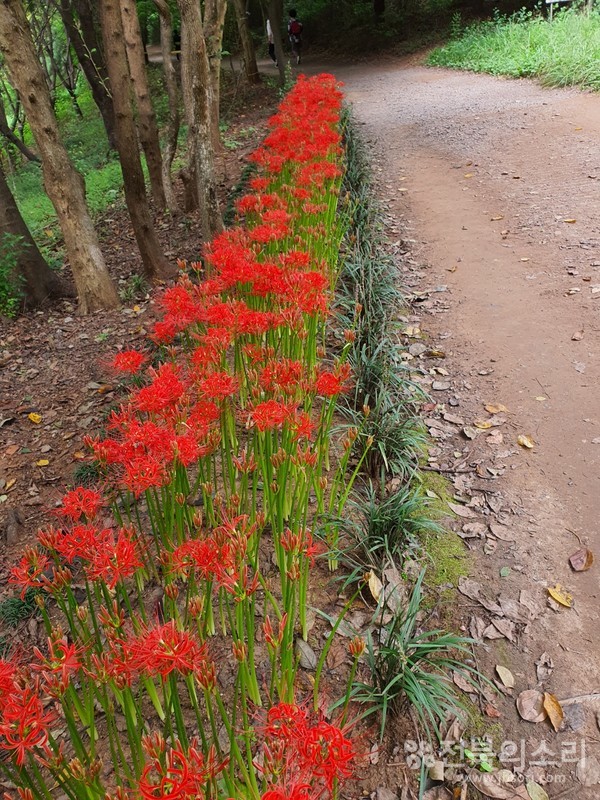 건지산 산책로 주변에 붉게 핀 꽃무릇.