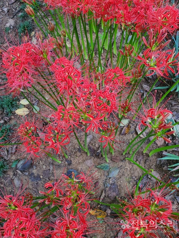 사람들의 발길을 붙잡는 마력을 지닌 붉은 꽃들.