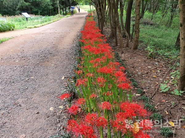 건지산 정상과 오송제 사이에 붉게 물든 꽃무릇.