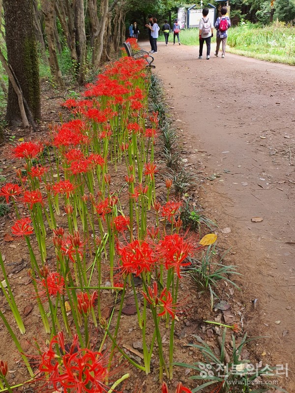 '건지산을 사랑하는 사람들'이 조성한 꽃밭.