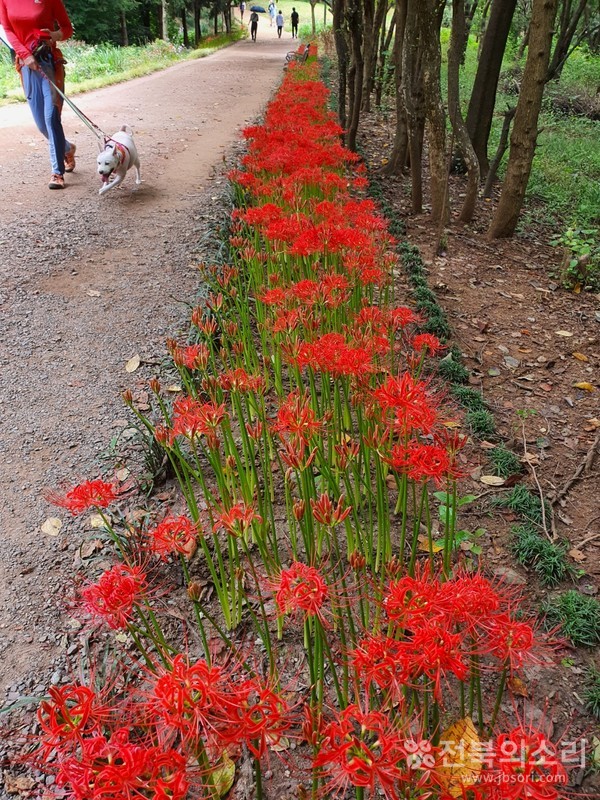 애완동물도 꽃무릇에 반해 신이 났습니다.