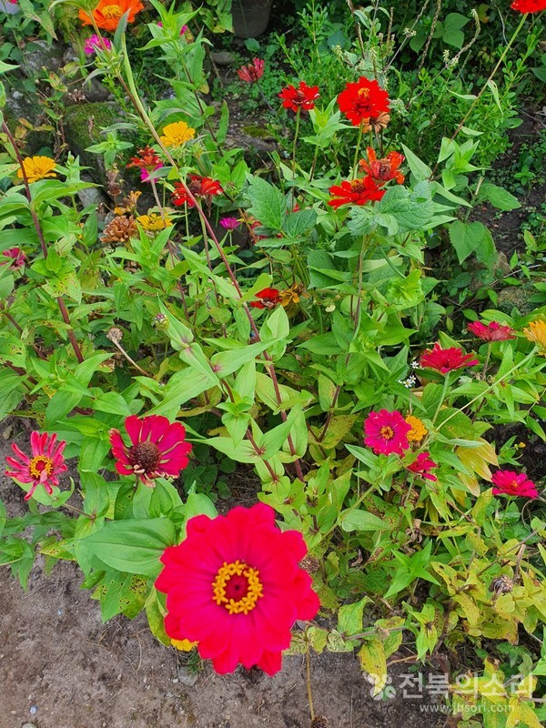 오송제 주변에 핀 가을꽃들.