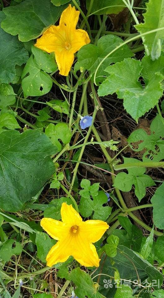 호박꽃과 나팔꽃이 조화를 이루고 있습니다.