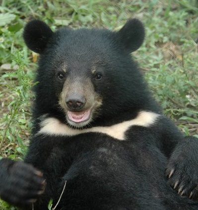 반달가슴곰(자료사진)