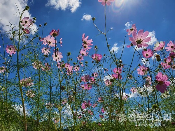 가을 햇살을 가득 머금은 코스모스.