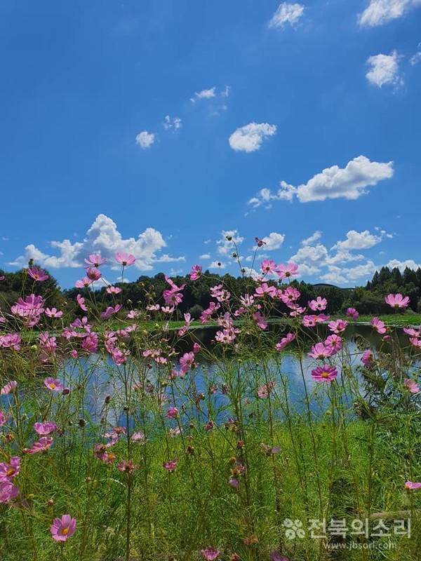 오송제의 가을 세레나데.
