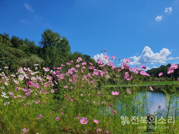 코스모스가 구름과 하늘을 지휘하는 듯...