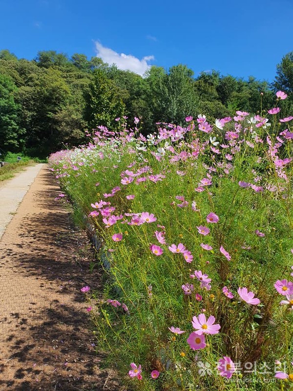 코스모스 꽃길.