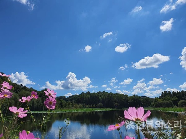 호수와 파란 하늘, 그 사이에 코스모스꽃들이 조화를 이루고 있다.