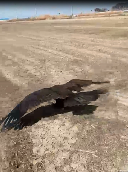 사진=전북야생동물구조관리센터 제공