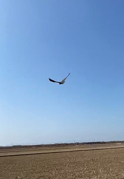 사진=전북야생동물구조관리센터 제공