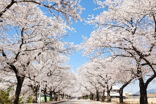 정읍시는 '2023 정읍 벚꽃축제'를 오는 31일부터 4월 4일까지 5일간 진행한다.(사진=정읍시 제공)