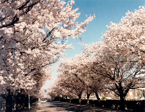정읍천 벚꽃로는 정읍IC 사거리부터 상동교까지 4km 구간으로 2,000여 그루가 매년 이맘 때 연분홍빛 꽃망울을 터뜨려 장관을 이룬다.(사진=정읍시 제공)