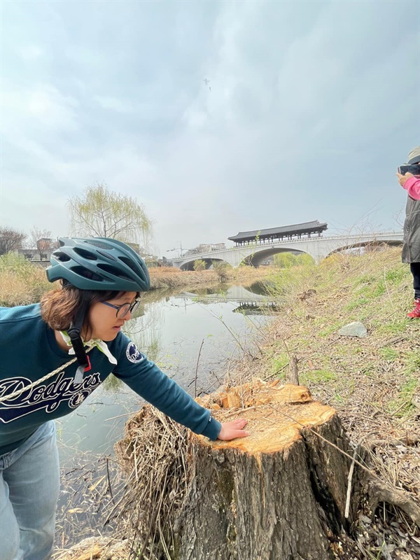 전주 한옥마을 인근의 남천교 부근 전주천이다. 전주시민뿐 아니라 전국의 많은 사람들에게 알려진 명소였다. 이 버드나무가 총 260여 그루 베어지면서 시민들의 반발이 이어지고 있다.(사진=김길중)