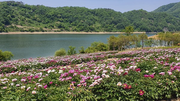붕어섬 생태공원과 운암면 운종리 옥정호 수변에 조성된 아름다운 작약꽃이 활짝 피어 관광객들의 큰 인기를 끌고 있다.(사진=임실군 제공) 