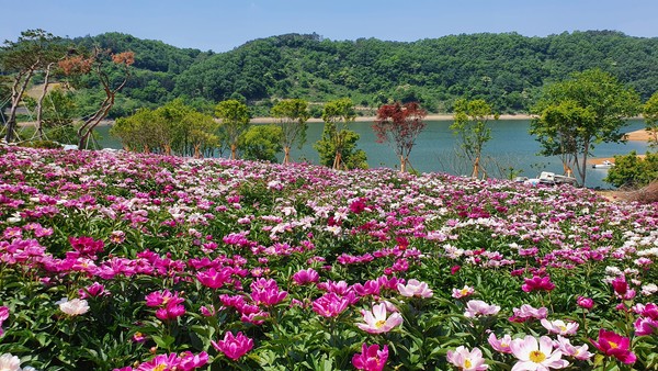 붕어섬 생태공원 작약꽃밭은 흰색과 분홍색, 자주색의 탐스럽고 화려한 작약꽃이 만개해 장관을 이루고 있다.(사진=임실군 제공)