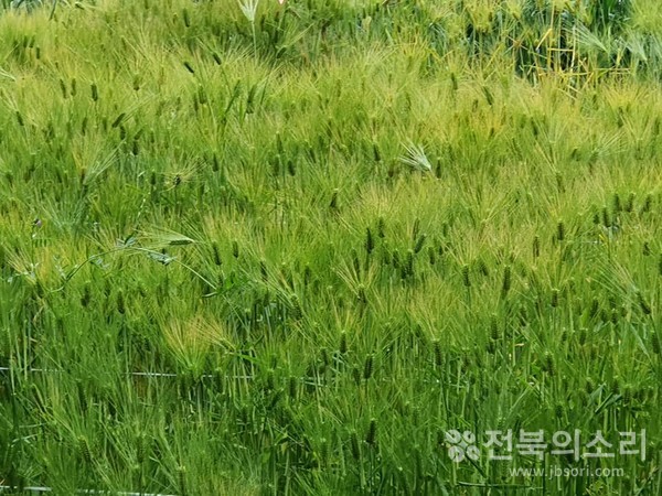 오늘 전북지역은 흐리고 비가 내리겠다. 이번 비는 모레까지 이어지겠으며 예상 강수량은 30~100mm이다.(전북의소리 자료사진)