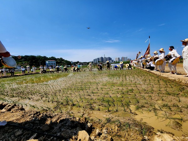 (사)전주기접놀이보존회가 8일 오후 2시부터 전주 삼천동 기접놀이 두레농장에서 200여명이 참여한 가운데 ‘손 모내기’ 체험행사를 개최했다. 