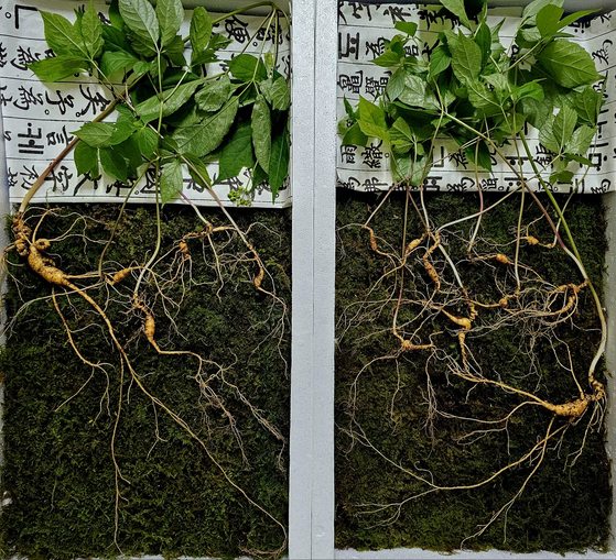 지난 7일 장수군의 지리산 자락에서 약초꾼 이씨(50대 후반) 부자가 발견한 천종산삼 15뿌리(사진=한국전통심마니협회 제공)