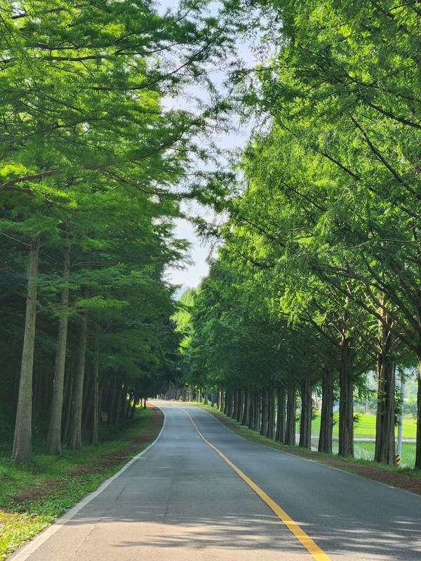 진안군 부귀면 메타세쿼이아 길이 초록빛 싱그러움으로 가득 차 있다.(사진=진안군 제공)
