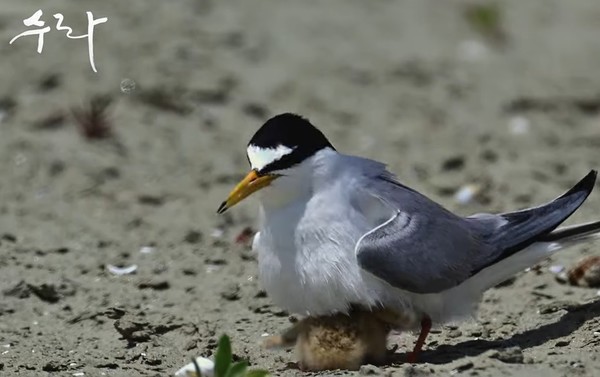 영화 '수라' 예고편 한 장면(유튜브 캡처)