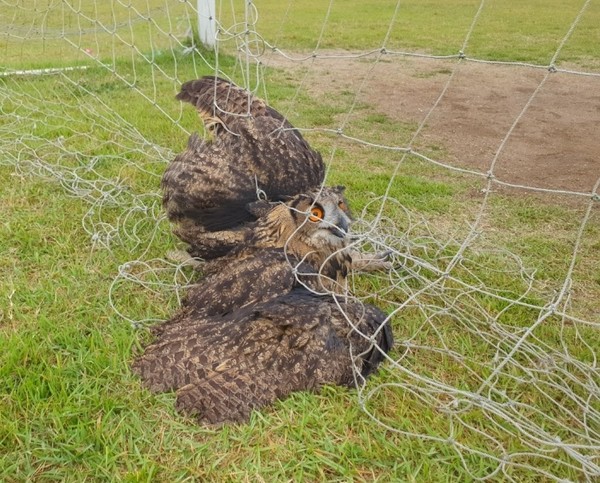 지난 6월 17일 전주시 호성동의 한 초등학교 축구장 그물에서 발견된 수리부엉이(사진=전북대 제공)
