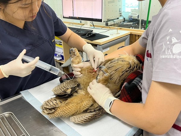 치료 중인 수리부엉이(사진=전북대 제공)