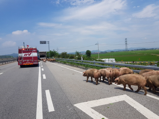 군산시 임피면의 국도에서 돼지 70여마리를 싣고 달리던 트럭에서 불이 나 돼지들이 차에서 뛰어 내려 도로를 점거하는 소동이 벌어졌다.(사진=전북소방본부 제공)