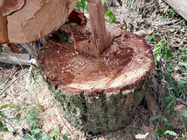 정읍시 추령천 주변에서 제거된 버드나무(사진=강희옥편 씨 페이스북 캡처)