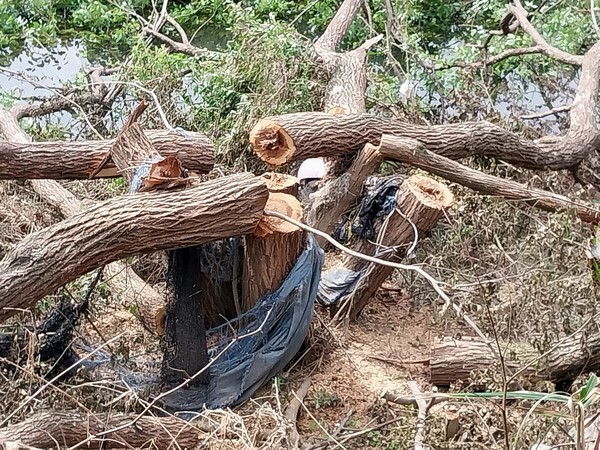 정읍시 산내면 매죽리 일대를 흐르는 추령천 주변 약 300~400m 구간 양측에 식재된 버드나무 100그루 이상이 지난 7월 말부터 이달 초 사이에 하천유지보수사업 일환으로 제거돼 민원이 야기되고 있다.(사진=강희옥편 씨 페이스북 캡처)