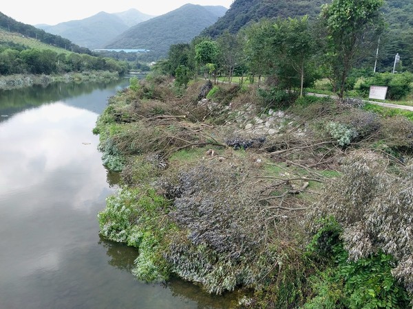정읍시 산내면 매죽교 인근 하천유지보수사업 현장(사진=강희옥편 씨 제공)