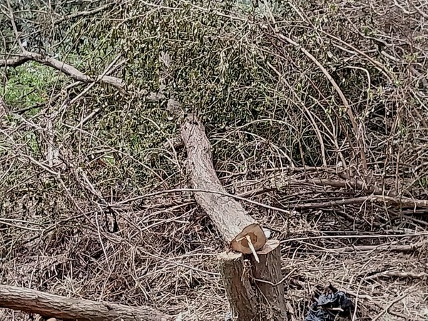 제거된 버드나무(사진=강희옥편 씨 제공)
