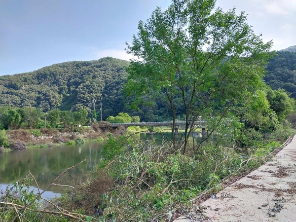 시민들이 '버드나무를 제거하지 말 것'을 요구하는 민원을 제기하자 정읍시는 추령천 반대쪽의 일부 버드나무는 그대로 남겨두었다.(사진=강희옥편 씨 제공)