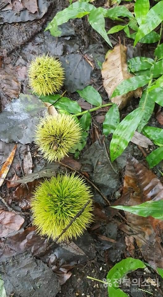 오늘 전북지역은 대체로 흐리고 비가 소강상태를 보이며 한낮엔 덥겠다.(전북의소리 자료사진) 