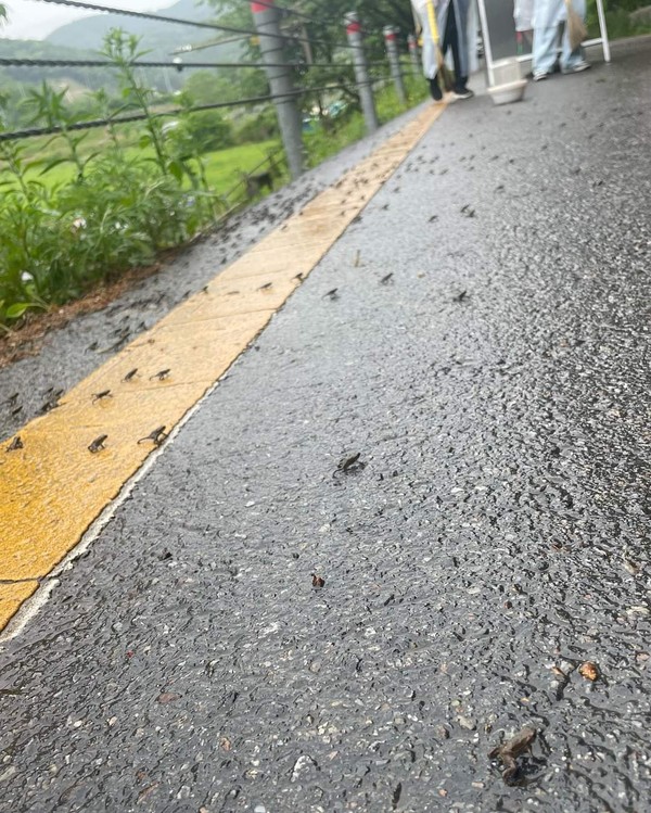 아중호수 습지에서 부화한 새끼 두꺼비들이 기린봉을 향해 가다가 ‘로드킬’ 당하거나 위험에 놓인 모습.(사진=전북환경운동연합 제공)