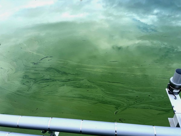 사진 위와 아래는 최근 심각한 녹조현상으로 인근 주민들을 불안하게 하는 옥정호 내부 모습(사진=강희옥편 제공)