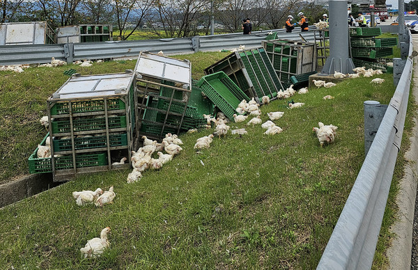14일 오전 11시 37분쯤 순천∼완주고속도로 상행선 서남원IC 인근을 달리던 트럭이 넘어져 짐칸에 실린 닭들이 도로 주변을 점거하는 소동이 벌어졌다.(사진= 전북소방본부 제공)