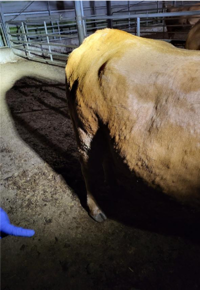 25일 부안군 백산면 소재 한 한우농장에서 확인된 럼피스킨병 확진 소.(사진=전북도 제공)