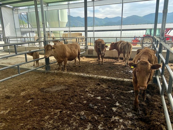 한우농장(자료사진)