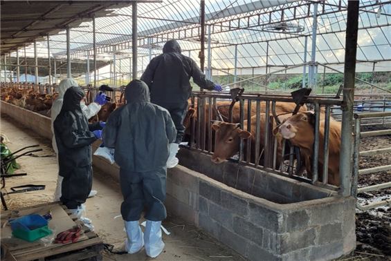 소 럼피스킨병 백신접종 모습(사진=전북도 제공)