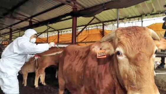 럼피스킨병 예방을 위해 임실군 한 한우사육 농장에서 공공수의사가 백신을 접종하고 있다.(사진=임실군 제공)