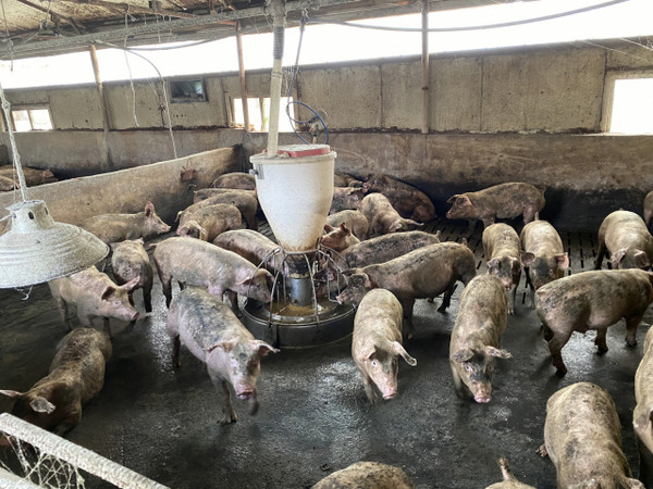 익산시 왕궁면 학호마을 축사 내부 전경.(사진=익산시 제공) 