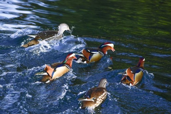 천연기념물인 원앙들이 겨울철이면 남원 광한루원을 찾는 관광객들에게 새로운 볼거리를 선사하고 있다.(사진=남원시] 제공)