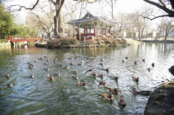남원 광한루원의 원앙떼.(사진=남원시 제공)