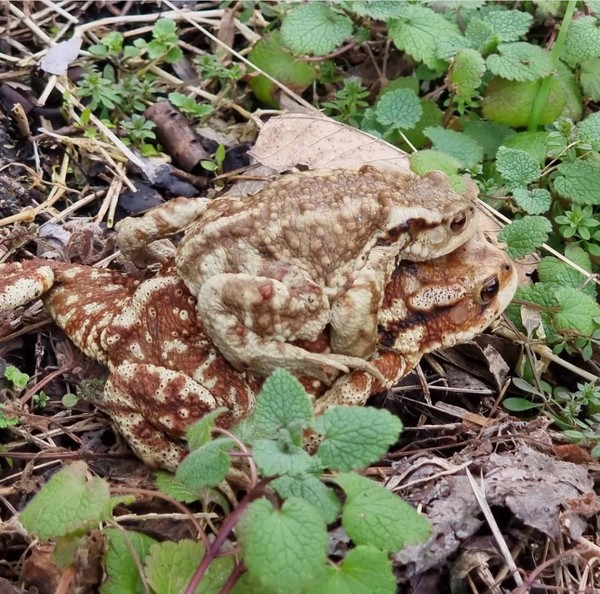 전주 아중저수지 인근에서 발견된 두꺼비 모습.(사진=문지현 제공)
