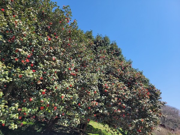 사진=고창군 제공