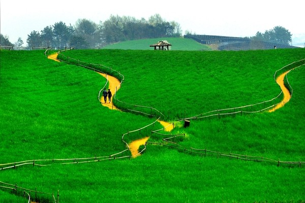 고창군 공음면 학원농장 일원에서 제21회 '고창 청보리밭 축제'가 20일 개막돼 다음 달 12일까지 열린다.(사진=고창군 제공)