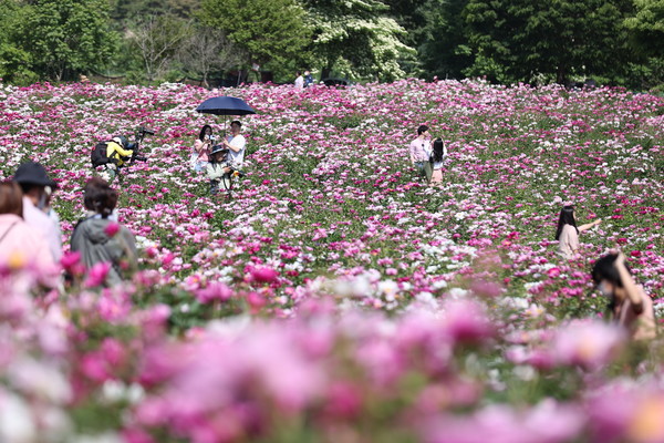 임실 옥정호의 5월을 대표하는 작약꽃이 개화를 시작하면서 환상적인 작약꽃 경관을 선사하고 있다.(사진=임실군 제공) 