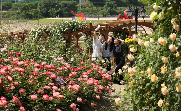 임실치츠테마파크 장미원.(사진=임실군 제공)